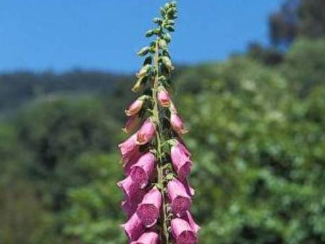 Digitalis purpurea_foxglove_ JM Di Tomaso