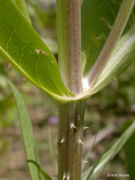 Dipsacus fullonum_leaf base and stem_KeirMorse