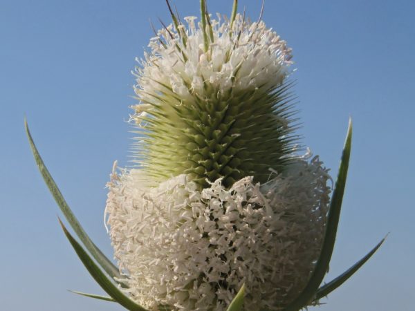 Dipsacaceae Dipsacus laciniatus Profile – California Invasive Plant Council