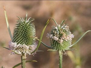 Dipsacus sativus_Fuller's teasel_JM DiTomaso_cropped