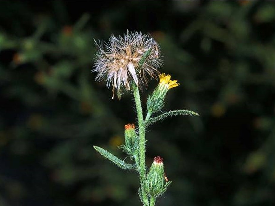 Dittrichia graveolens_stinkwort_flower and fruit_JM DiTomaso