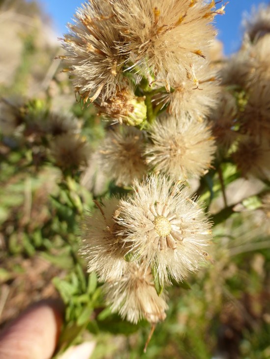 Dittrichia viscosa_flower heads with dispersing seed_ZoyaAkulova