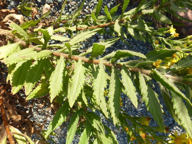 Dittrichia viscosa_leaves and stem_ZoyaAkulova
