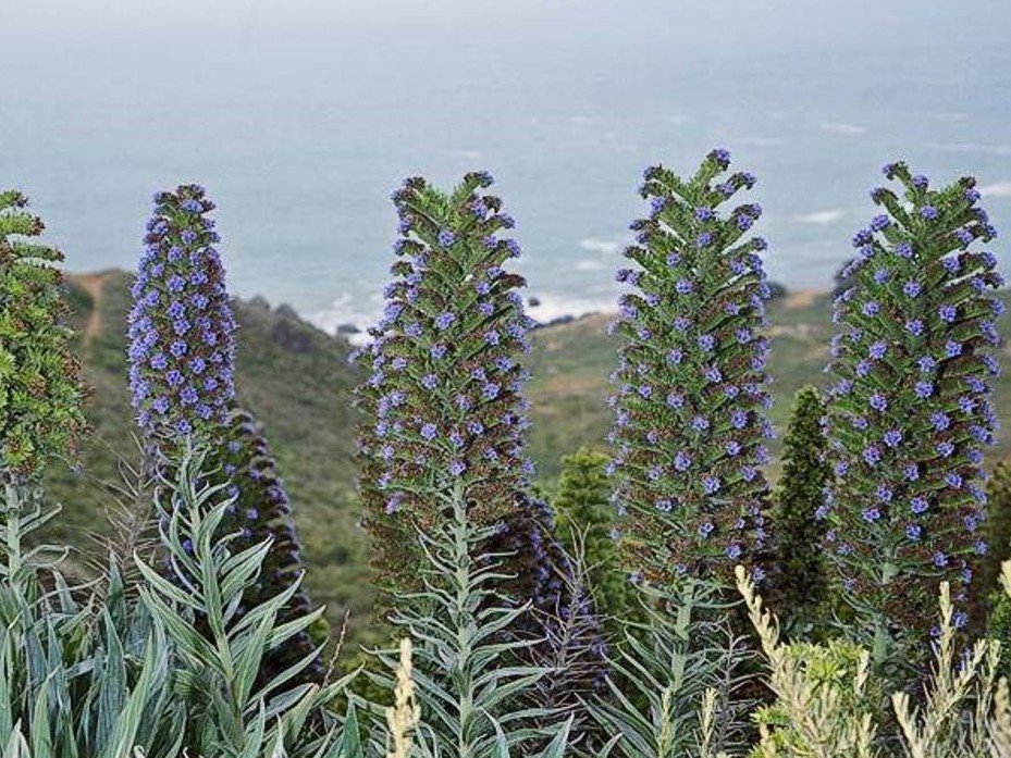 Echium candicans_Pride of Madiera_plants_JM DiTomaso