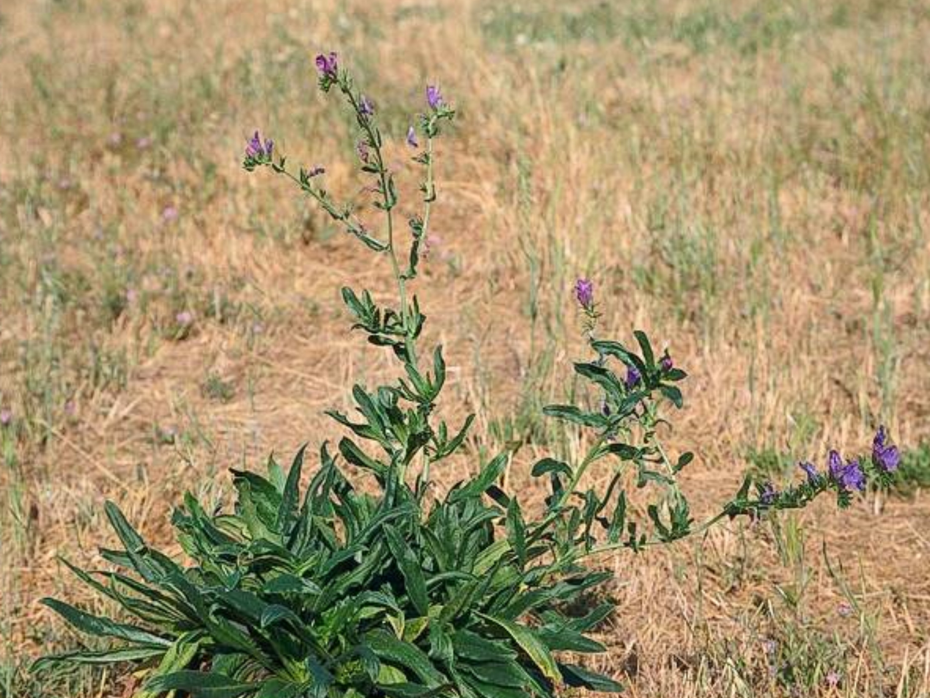 Echium plantagineum_C070-06