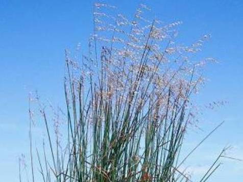 Ehrharta calycina_purple veldtgrass_ JM Di Tomaso