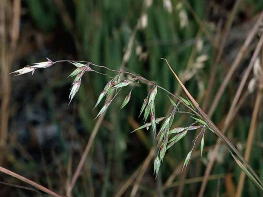 Ehrharta longiflora_long flowering veldtgrass_ JM Di Tomaso