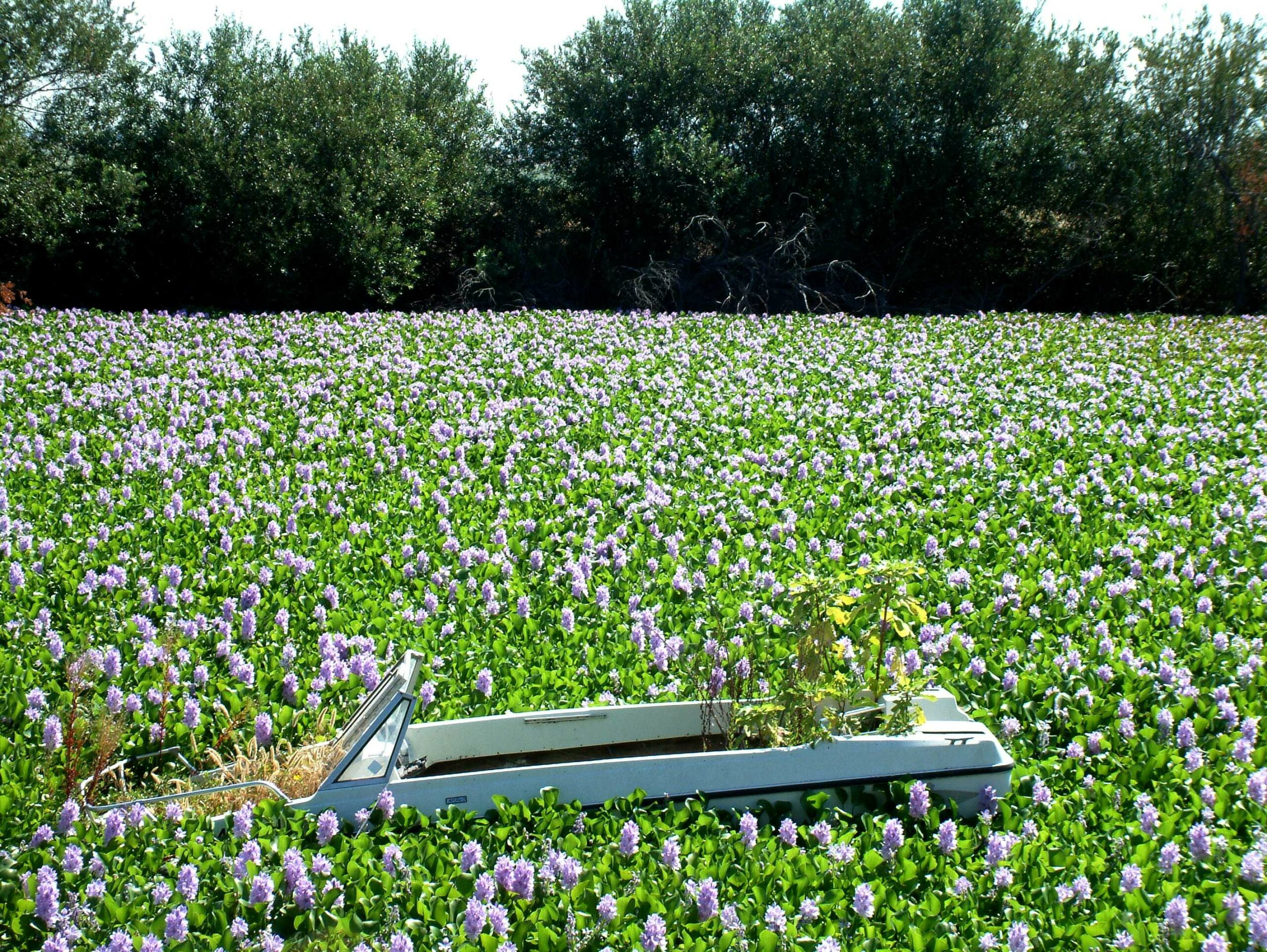 Eichhornia crassipes_water hyacinth_Bob Case_cropped