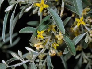 Elaeagnus angustifolia_ Russian olive_JM DiTomaso