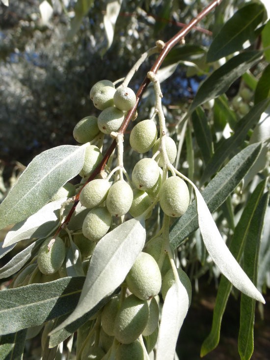 Elaeagnus angustifolia_leaves and fruit (immature)_ZoyaAkulova
