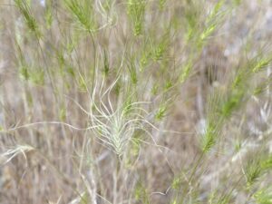 Elymus caput-medusae_medusahead_Bob Case_cropped