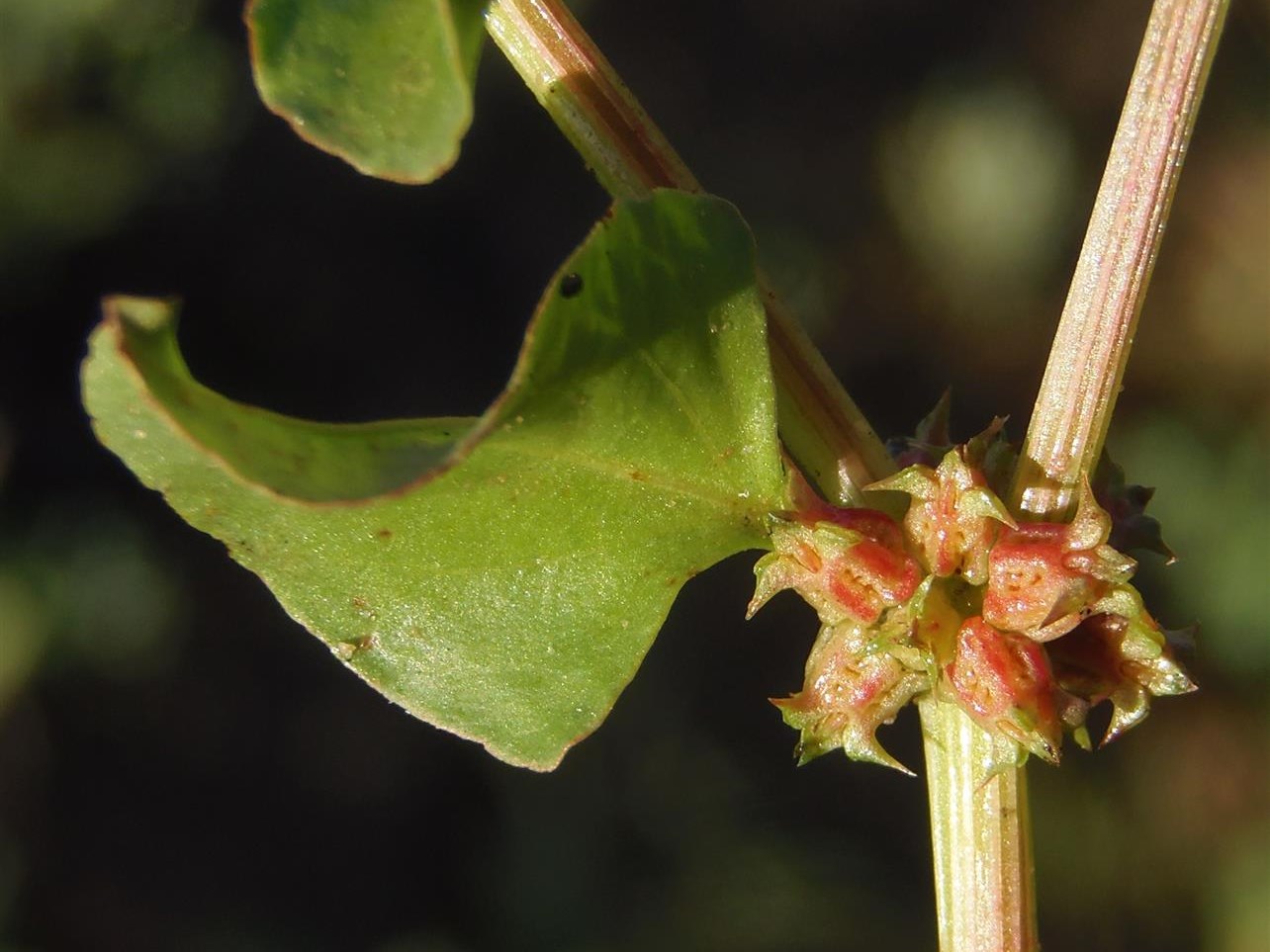 Emex spinosa by Ron Vanderhoff