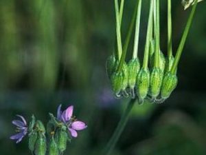 Erodium cicutarium_redstem filaree_JM DiTomaso