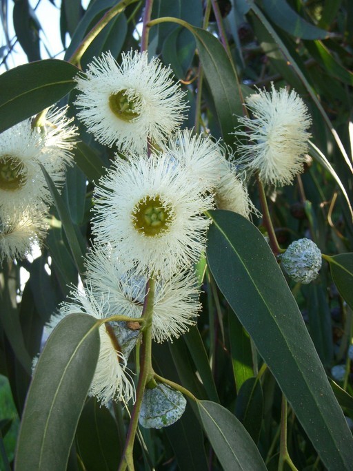 Eucalyptus camaldulensis_flowers and leaves_copyright 2008_NealKramer
