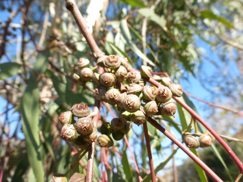 Eucalyptus camaldulensis_fruits_ZoyaAkulova
