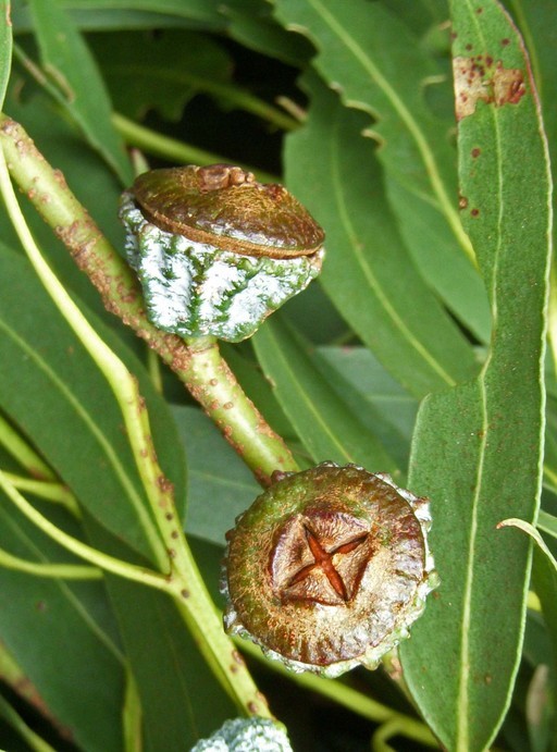 Eucalyptus camaldulensis_fruits_copyright 2008_NealKramer