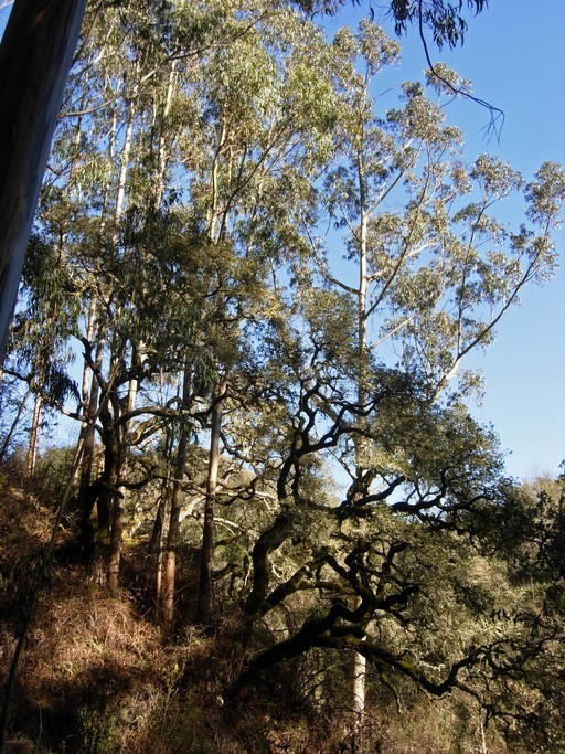 Eucalyptus camaldulensis_growth habit_copyright 2008_NealKramer