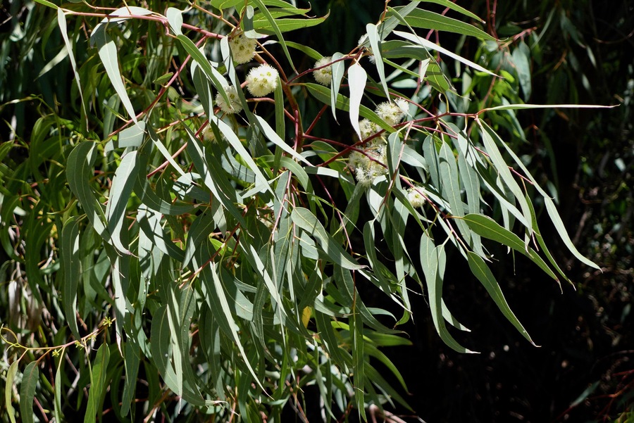 Eucalyptus camaldulensis_leaves and inflorescences_ZoyaAkulova