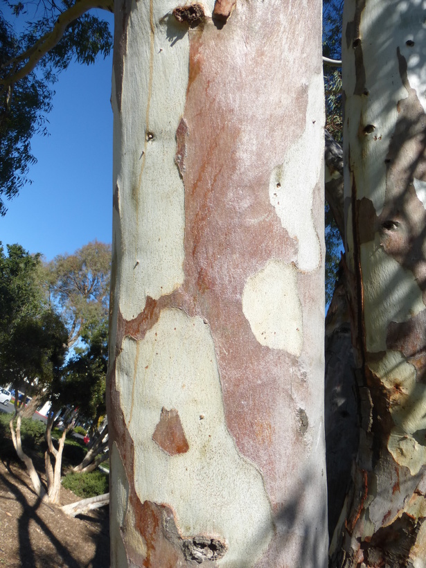 Eucalyptus camaldulensis_trunk_ZoyaAkulova