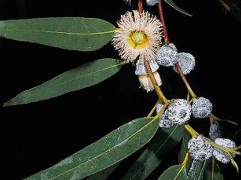 Eucalyptus globulus_Tasmanium blue gum_JM DiTomaso