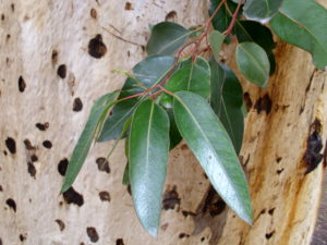 Eucalyptus_cladocalyx_leaves_and_bark by Bidgee