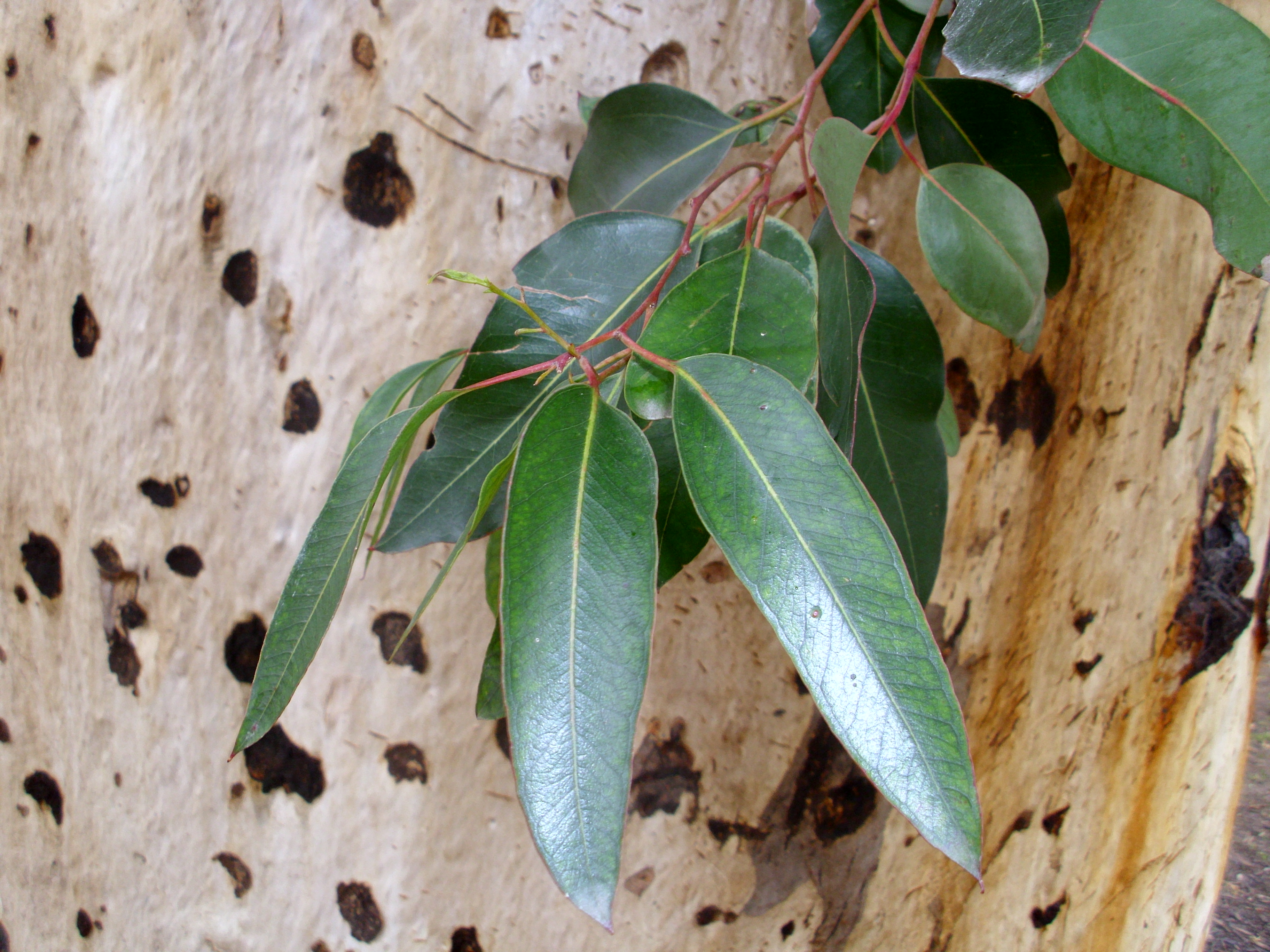 Eucalyptus_cladocalyx_leaves_and_bark by Bidgee