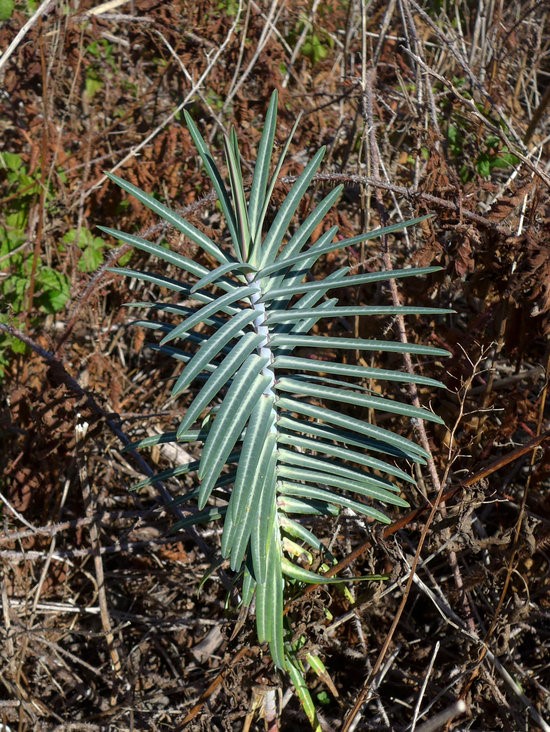 Euphorbia lathyris_growth habit_copyright 2014_NealKramer