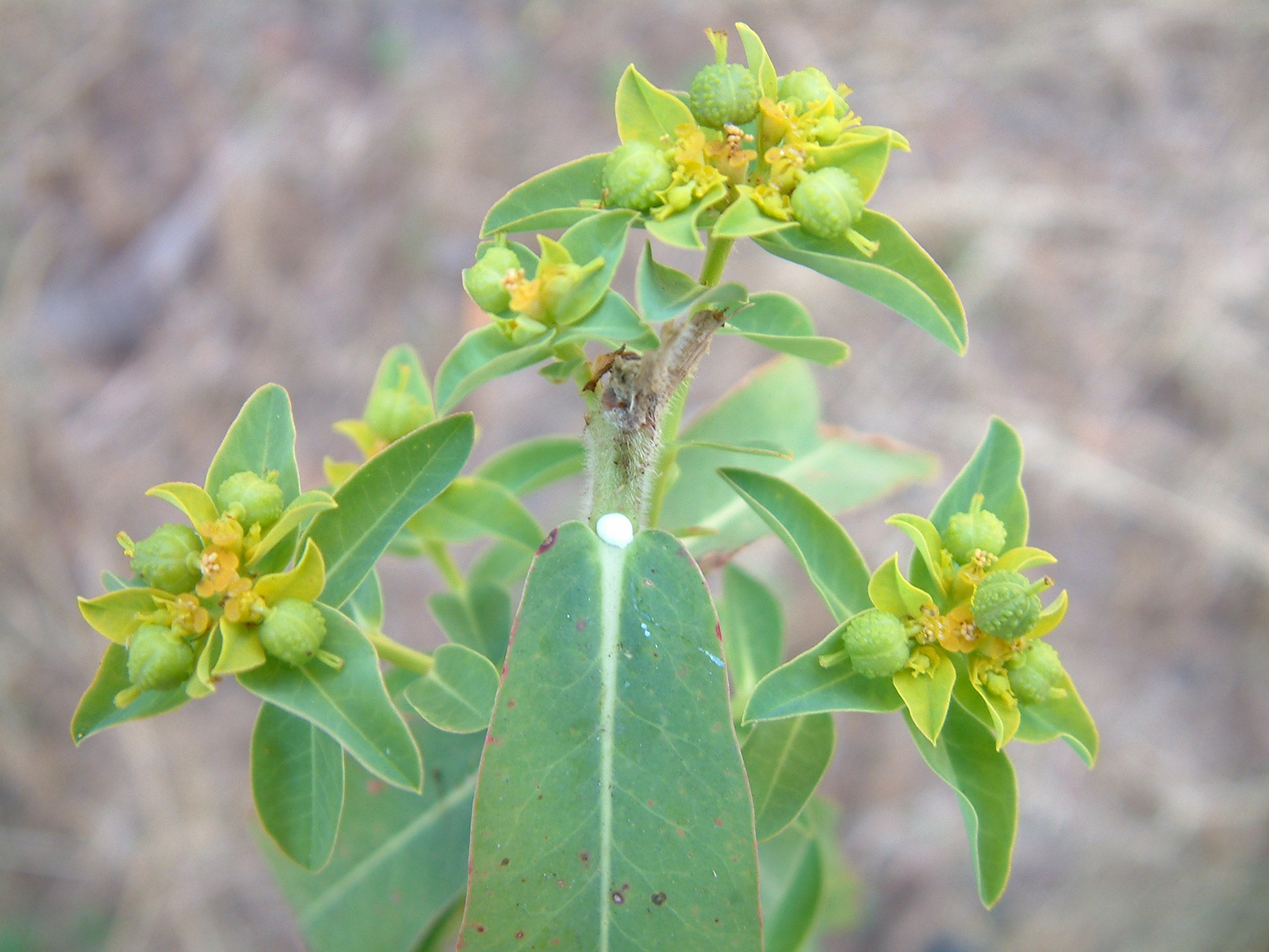 Euphorbia oblongata_eggleaf spurge_Bob Case_cropped