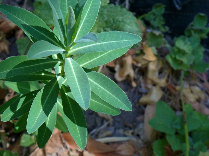 Euphorbia oblongata_leaves_copyright 2014_NealKramer