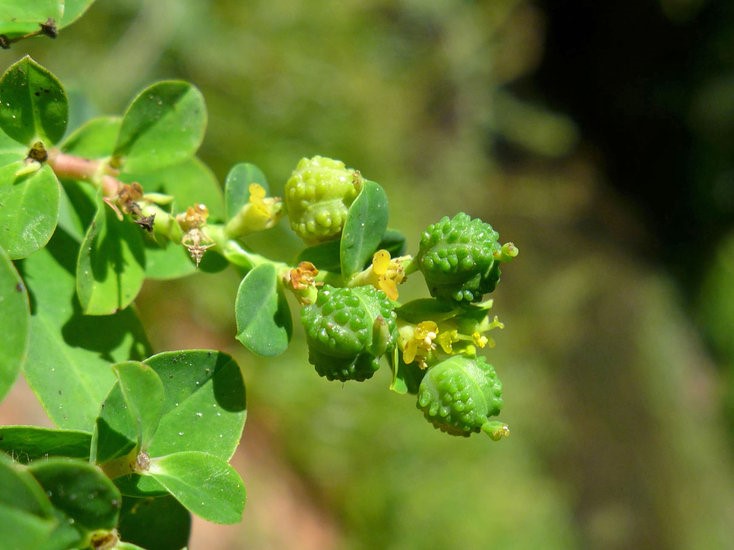 Euphorbia oblongata_male and female flowers_copyright 2014_NealKramer
