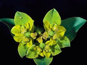 Euphorbia oblongata_oblong splurge_JM DiTomaso
