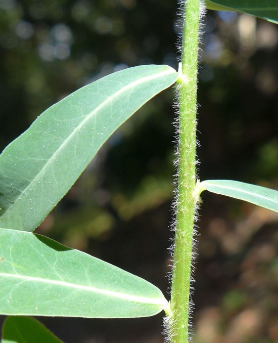 Euphorbia oblongata_stem and leaf bases_copyright 2014_NealKramer