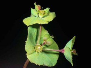 Euphorbia terracina_carnation spurge_JM DiTomaso