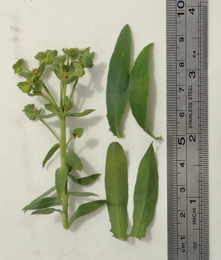 Euphorbia terracina_leaves and inflorescence_RonVanderhoff