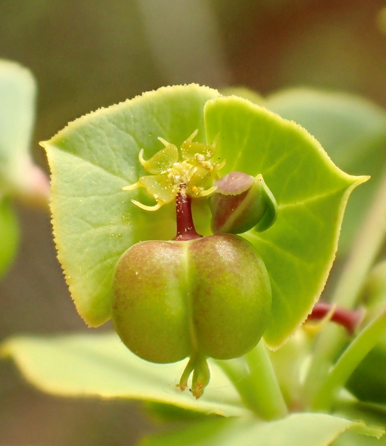 Euphorbia terracina_male and female flower_RonVanderhoff