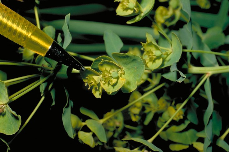 Euphorbia virgata_flowers_copyright 2001_CDFA(JP Clark)
