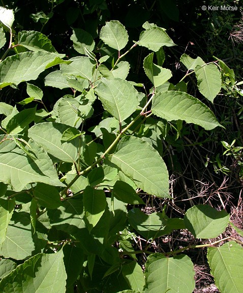 Fallopia japonica_leaves and stem_KeirMorse