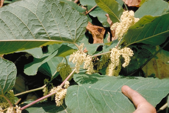 Fallopia sachalinensis_leaves and inflorescences_copyright_DeanKelch(CDFA)