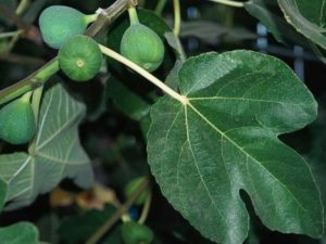 Ficus carica_Fig_ JM Di Tomaso