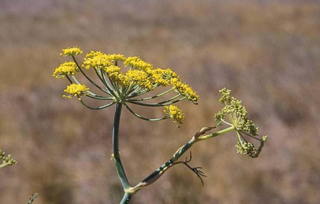 Foeniculum vulgare_ fennel_JM DiTomaso