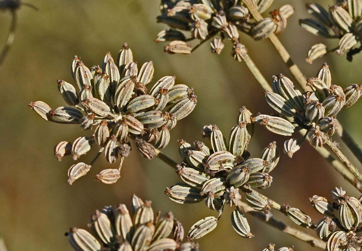 Foeniculum vulgare_seeds(mature)_copyright 2008_NealKramer