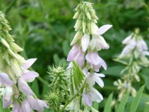 Galega officinalis_Louis-M. Landry