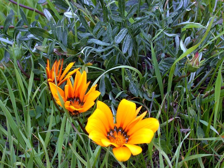 Gazania linearis_gazania_Tony Morosco_cropped