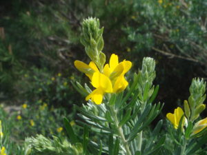 Genista linifolia_Xemenendura Wikimedia