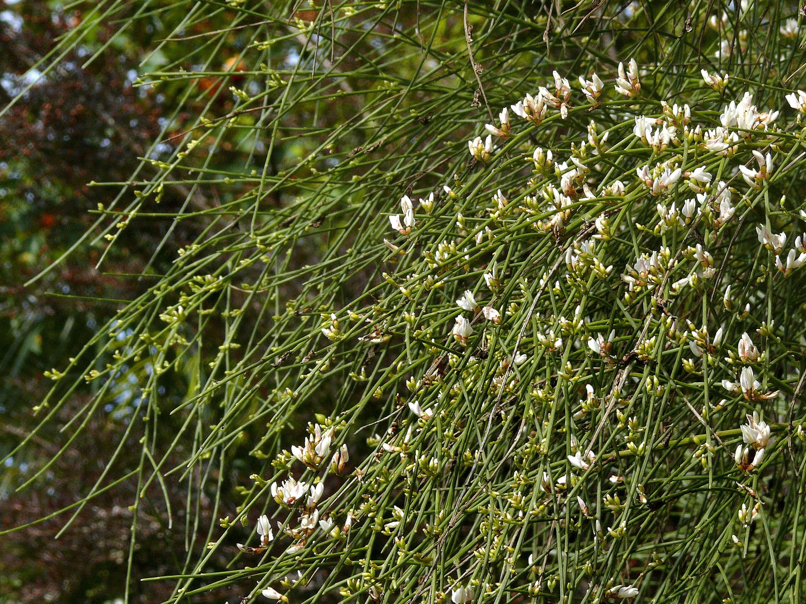 Genista monosperma_bridal veil broom_James Gaither_cropped