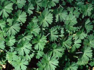 Geranium dissectum_ cutleaf geranium_ JM Di Tomaso