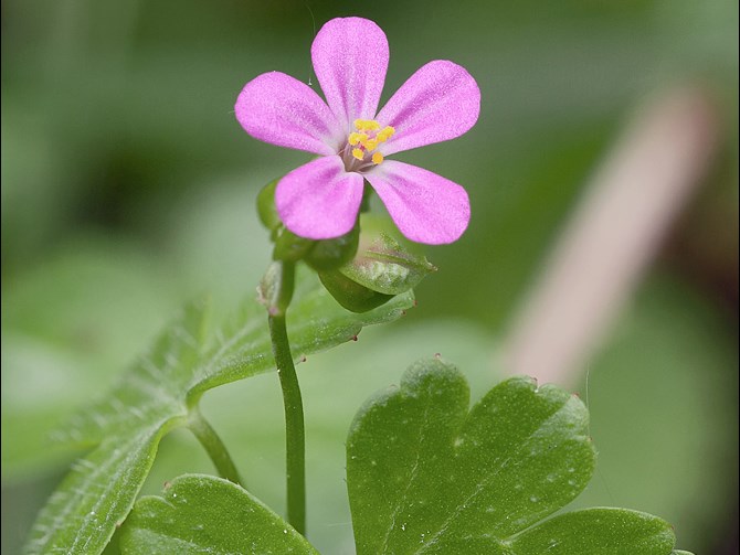 Geranium lucidum_Dr. Amadej Trnkoczy