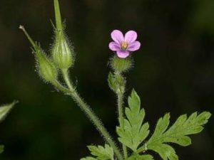 Geranium purpureum_C140-25