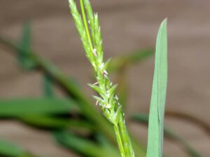 Glyceria_declinata_mannagrass_Jean-Luc Gorremans_cropped