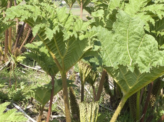 Gunnera tinctoria_Richard Spellenberg